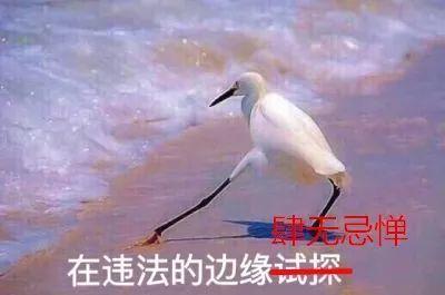 中国的傻子,一半在抖音,一半在快手